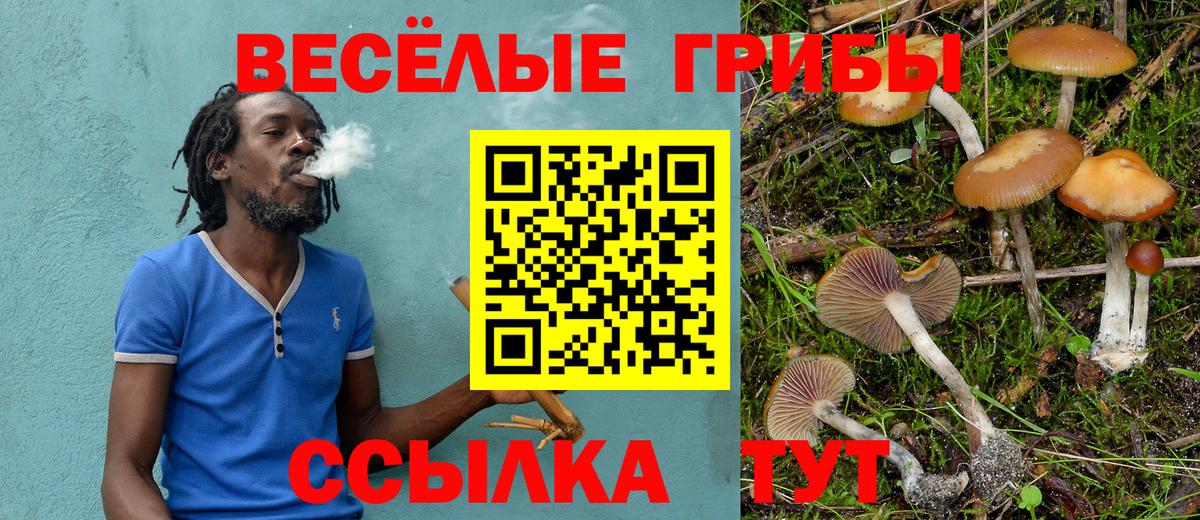 Котовск  Галлюциногенные грибы прущие грибы  Вход с VPN 